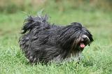 TERRIER DU TIBET 234